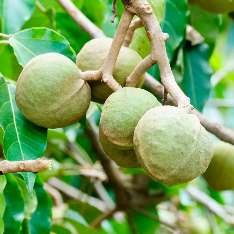 OGX<br><b>huile de kukui</b><br><h5>Shampooing anti-frisottis <br>cheveux épais-385ml</h5>Origine USA <img style="vertical-align: middle;" src=" https://bit.ly/43CK0ex">  Seven-dz 